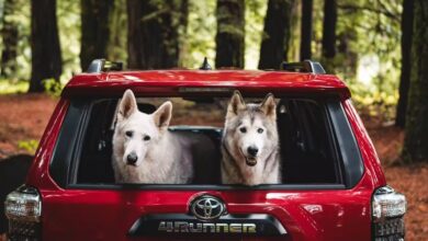 Do Toyota 4Runners Have Enough Cargo Space?