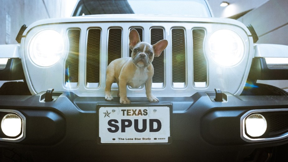 A personalized SPUD plate with a dog, showing how drivers with luxury license plates are dumber with lower IQs in the study